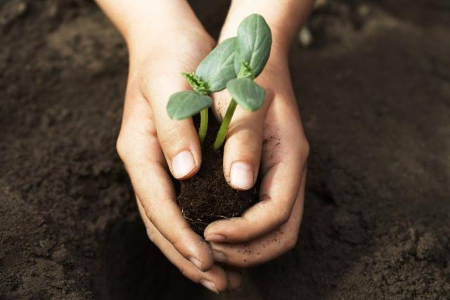 Child Planting Cucumber Seedling